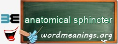 WordMeaning blackboard for anatomical sphincter